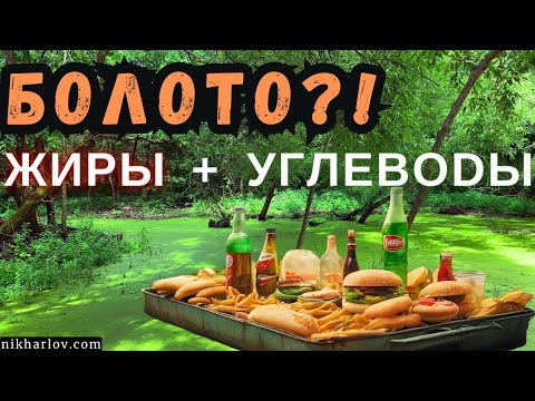 Видео: Жиры и Углеводы вызовут сахарный диабет 2 типа и лишний вес? Когда обмен веществ напоминает болото.