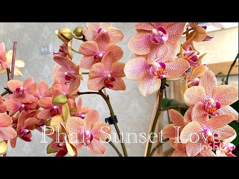 Видео: Обзор роспуска домашних орхидей - phal. Sunset Love, Bronze Buddha