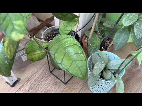Видео: Хойи Весенний Обзор ✅ Слышу Аромат 🤣…