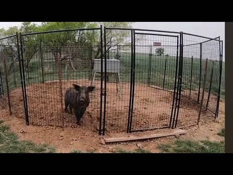 Видео: Мы построили ловушку для диких кабанов, и вот что случилось!