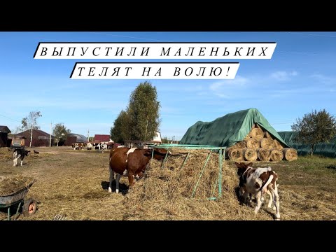 Видео: Готовимся к первой поставке в Москву! Самостоятельно обезрожили козочек! Наша деревенская жизнь!