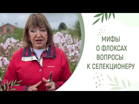 Видео: МИФЫ О ФЛОКСАХ | ИНТЕРВЬЮ С СЕЛЕКЦИОНЕРОМ ФЛОКСОВ ЕЛЕНОЙ КОНСТАНТИНОВОЙ