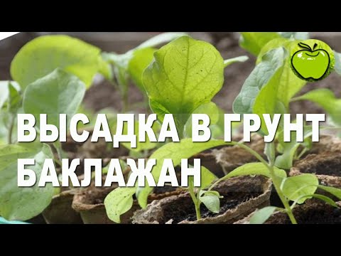 Видео: Схема посадки баклажан для начинающих: проще некуда!  Как посадить баклажаны в теплицу