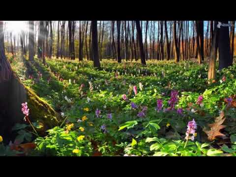 Видео: Хочи мирзо 62 дар боби бенамоз