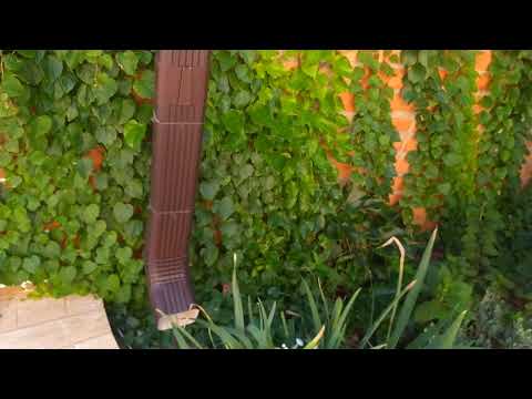 Видео: Как быстро вырастить Вичи