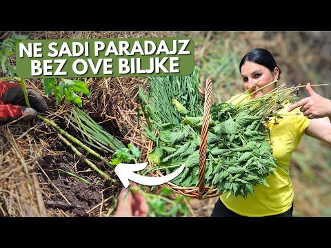 Видео: Сажай Помидоры, Огурцы и Перец с Этими Растениями для Больших Урожаев