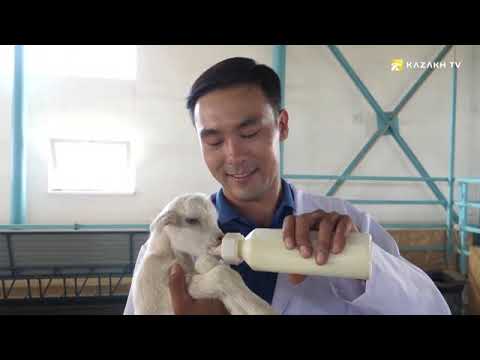 Видео: Козья ферма в Южном Казахстане