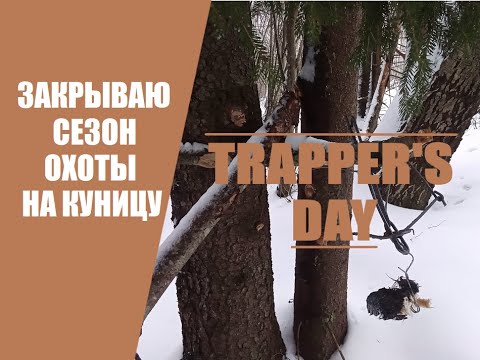 Видео: Охота НА КУНИЦУ КАПКАНАМИ! Закрываю путики! Marten Trapping.