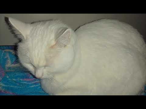 Видео: НАШЕ ВЕСЁЛЕНЬКОЕ СИНИЧКОВОЕ УТРО!!😸🐦🪶