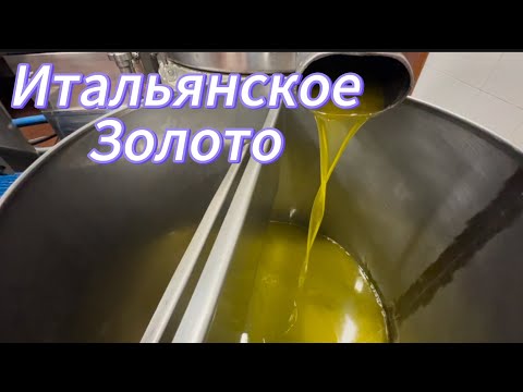 Видео: Итальянское золото. Сбор оливок на юге Италии.
