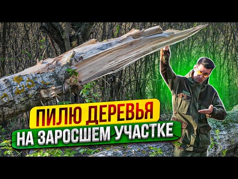 Видео: Как расчистить заросший участок от деревьев и кустов. Как спилить высокое дерево