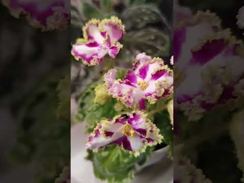 Видео: Цветение моих фиалок. Сентябрь. 