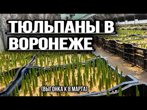 Видео: Выгонка тюльпанов на грунте в Воронеже