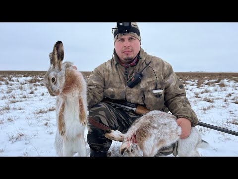 Видео: Охота на зайца в полынье, провалился под лед 🥶