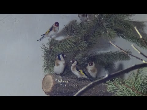 Видео: Лакомство для щеглов, снегирей. Синие сороки. Отопление в птичнике.