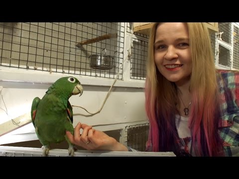 Видео: Открытие гнездового сезона 2017! Разведение птиц. Birds breeding.