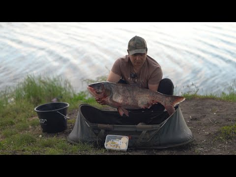 Видео: В Дубасово поймали трофейного лобастого