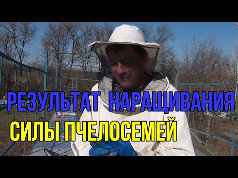 Видео: Расширяем гнезда , результат  стимуляции наращивания силы пчелосемей , пчела  бакфаст 53,80 линия
