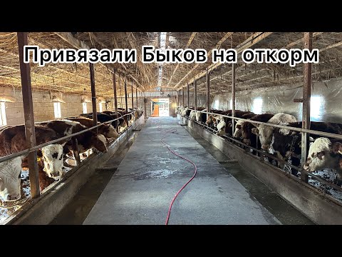 Видео: Откорм Бычков , подводим итоги по Калмыкам . Ставим Витамины роста , рассказываю про Быков и.т.д