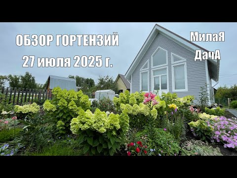 Видео: Обзор гортензий 27 июля 2025 г