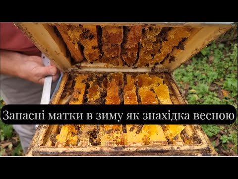 Видео: Як зберегти через зиму запасні матки