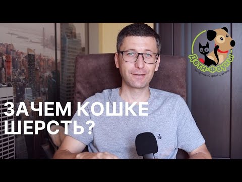 Видео: Как вывести шерсть из желудка кошки в домашних условиях? 5 способов