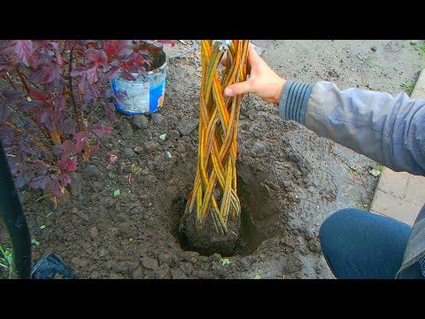 Видео: сажаю плетеную иву и (отвечаю на вопросы )