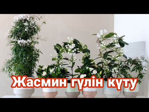 Видео: Жасмин гүлінің күтімі. Жасминді үй жағдайында қалай гүлдетуге болады.