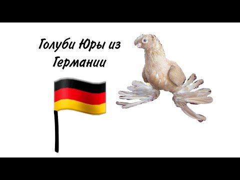 Видео: Узбекские двухчубые голуби Юры из Германии. Мой номер телефона 87012184683