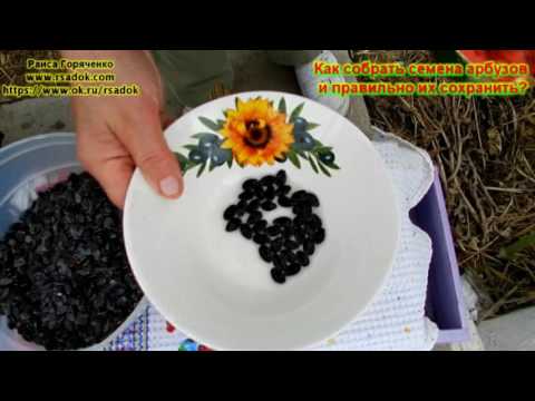 Видео: Как собрать семена арбузов и правильно их сохранить?