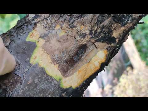 Видео: Обработка ран на яблонях, заживают!