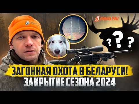 Видео: Загонная охота на лося в Беларуси! Атмосфера настоящей охоты с RikaNV #hunting #загоннаяохота