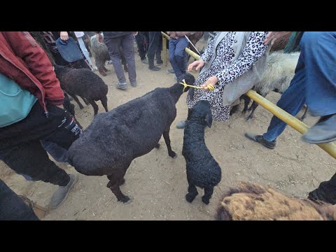 Видео: 26 октября 2025 г. ТУРТКУЛЬ КУЙ БОЗОР НАРХЛАРИ 