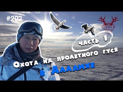 Видео: Аллаиха - охота на пролетного гуся (часть 1)