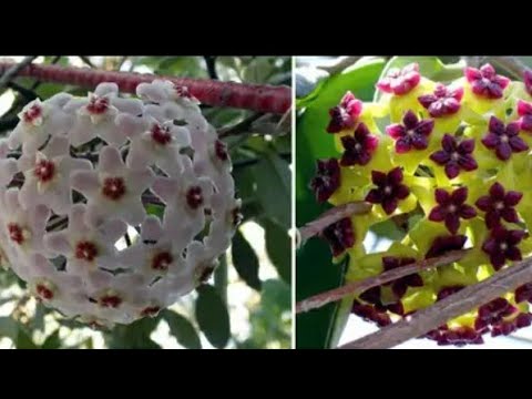 Видео: Асал томчи гулини гуллаши учун нима килишимиз керак