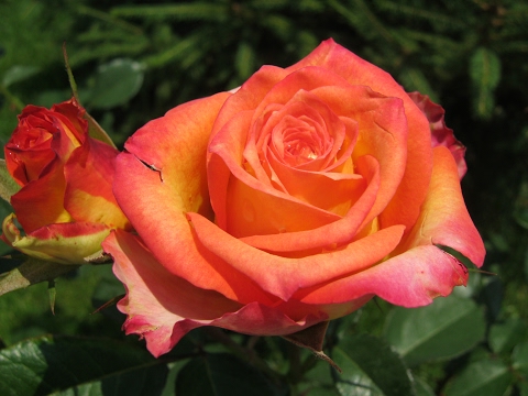 Видео: РОЗЫ. Как размножать розы воздушной отводкой. Легкий и быстрый способ.