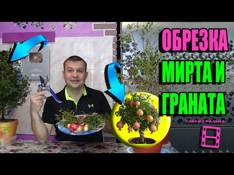 Видео: МАГИЯ В ФОРМИРОВКЕ И ОБРЕЗКЕ ГРАНАТА. ФОРМИРОВКА И ОБРЕЗКА МИРТА. ЭКЗОТИКА НА ПОДОКОННИКЕ 21-5