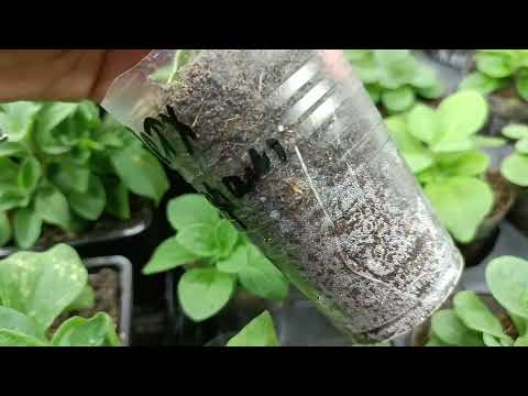 Видео: Обзор черенков петунии и первые продажи.