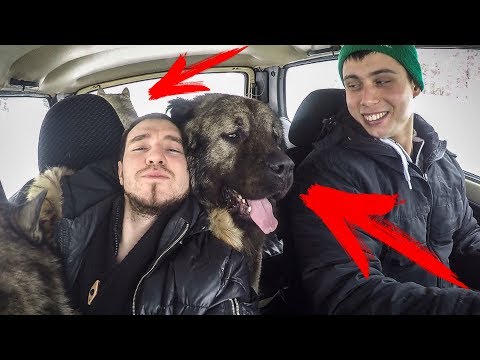 Видео: ОВЧАРКА РАЗДАВИЛА ХАСКИ В МАШИНЕ