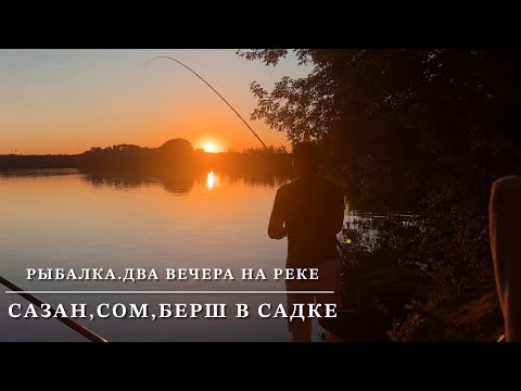 Видео: Рыбалка на дикого сазана и хищника. Сазан,сом,берш в садке!Рыбалка на маленькой Подмосковной речке!