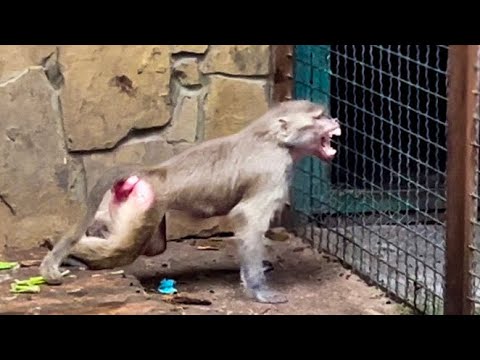 Видео: ВОТ ЭТО КОНЦЕРТ нам устроила Люська, не дается в никакую сделать ей ТЕСТ НА БЕРЕМЕННОСТЬ!