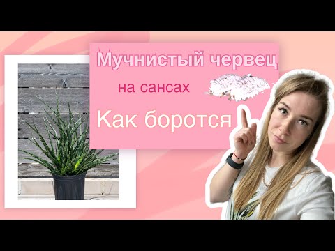 Видео: Мучнистый червец на сансах - вредитель #сансевиерия #sanseveria #сансы