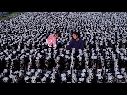 Видео: Jelly Ear: грибок с мягкой текстурой и хрустящим вкусом!