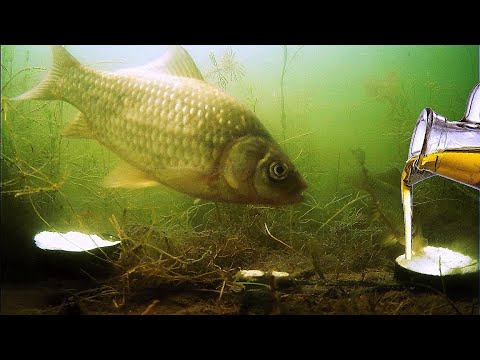 Видео: НЕ ОЖИДАЛ! Добавил Подсолнечное масло в МАНКУ! Подводная съемка