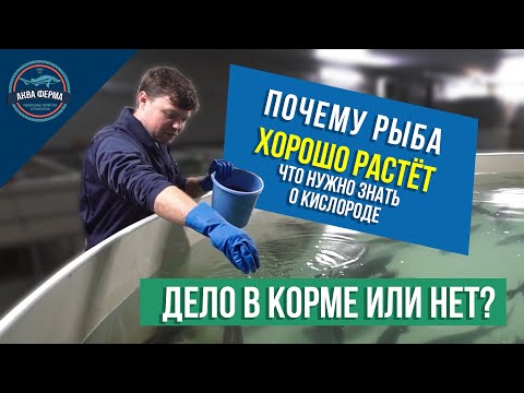Видео: Что влияет на рост рыбы в УЗВ / Осетровая ферма