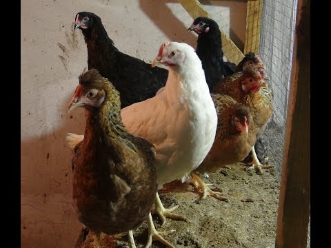 Видео: Черная львинка. Куры, молодки.