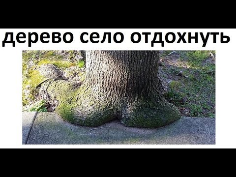 Видео: Лютые приколы. Дерево присело отдохнуть