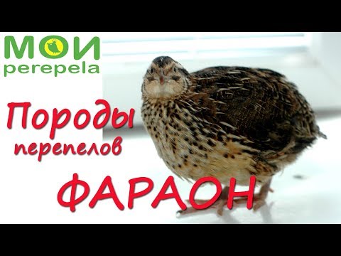 Видео: Перепела фараон