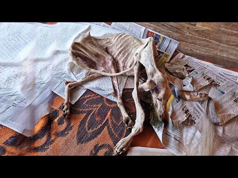 Видео: Она бродила повсюду и была измучена, но ее воля к выживанию помогла ей встретить «спасательный круг»