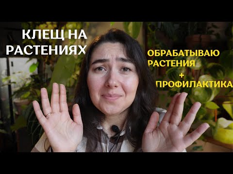 Видео: КЛЕЩ на комнатных РАСТЕНИЯХ | как я ИЗБАВЛЯЮСЬ ОТ ВРЕДИТЕЛЕЙ | БОРЬБА с клещом и ПРОФИЛАКТИКА